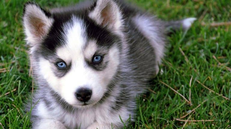 21 Cute Pictures of Miniature Huskies: + 21 Fun Facts