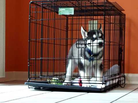 mini husky crate training