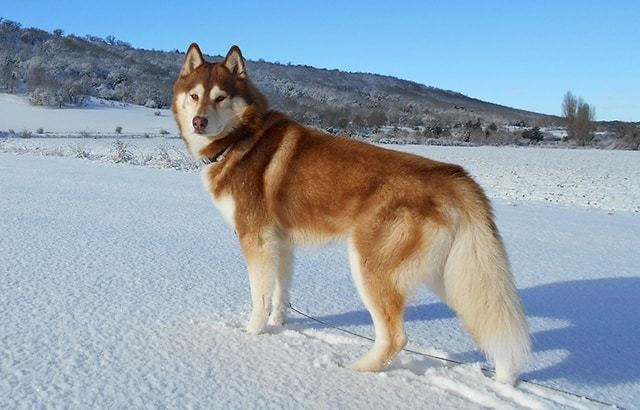 The Red Husky. Stunning Pics + Tips For 
