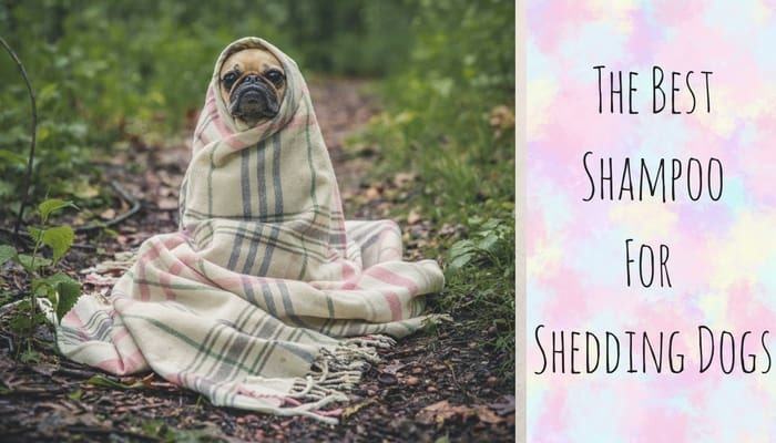 what is the best dog shampoo for shedding