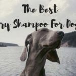 dry dog shampoo