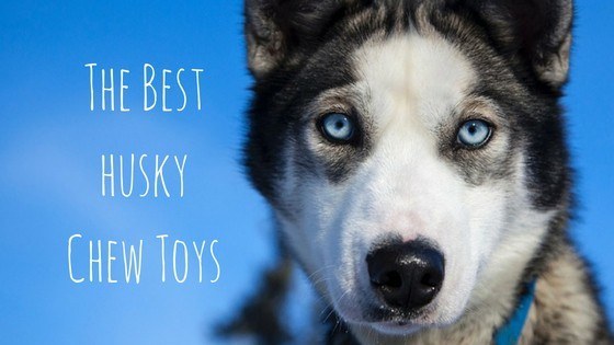 durable chew toys for huskies