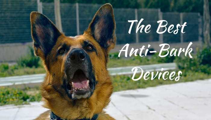 best anti bark device for small dogs