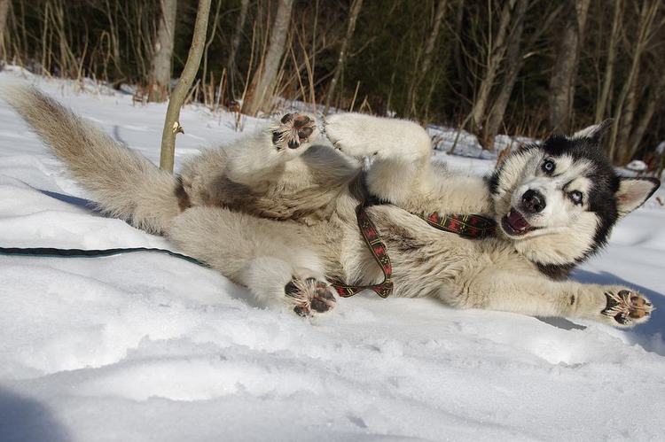 what is a siberian husky's habitat