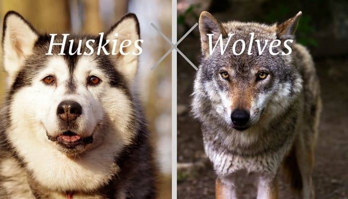 wolf vs husky difference