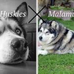 husky vs malamute