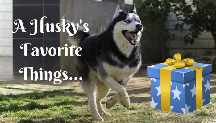 best toys for huskies