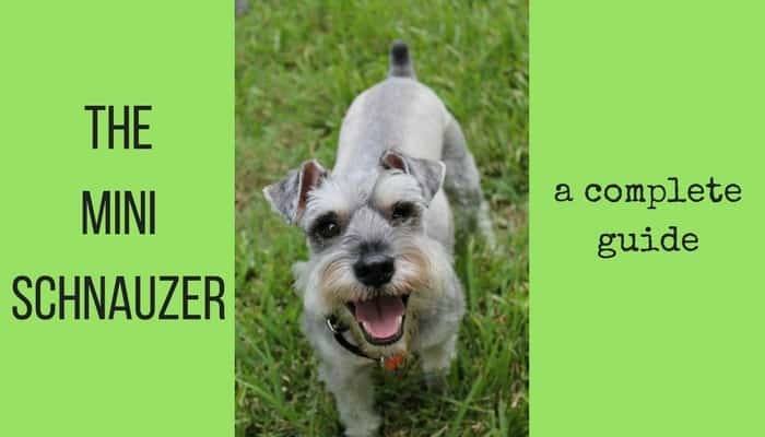 mini schnauzer breed info