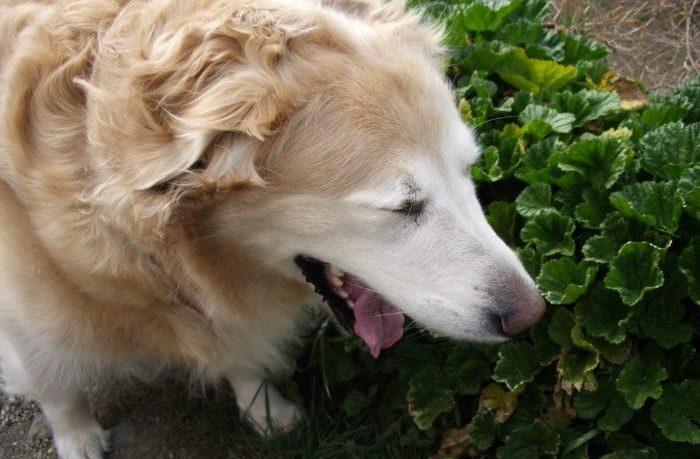 how much benadryl can i give my dog for sedation