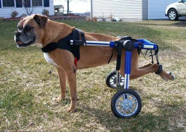 dog wheelchair harness