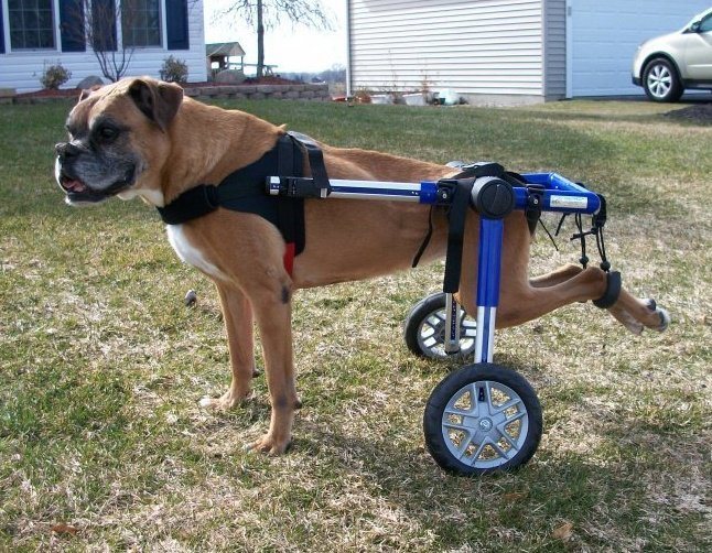 Revealed The 4 Best Dog Wheelchairs Mini Husky Wheelchairs For Dogs