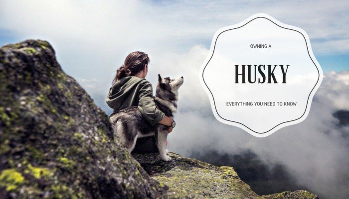 should I get a husky guide