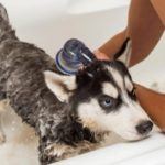 The Best Flea Shampoo For Dogs