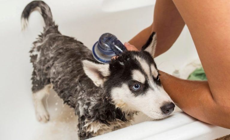 The Best Flea Shampoo For Dogs
