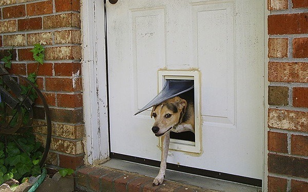 best dog flap