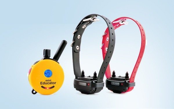 the educator shock collar