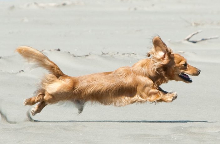 golden retriever and weiner dog mix