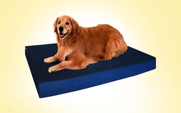 tuesday morning dog beds