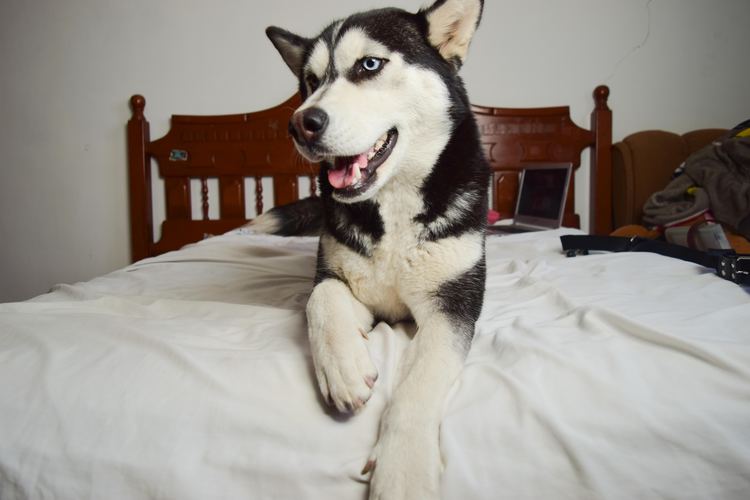 How To Crate Train A Husky Puppy Success In 3 Easy Steps