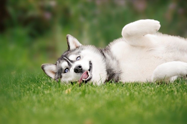 dog hacking white foam