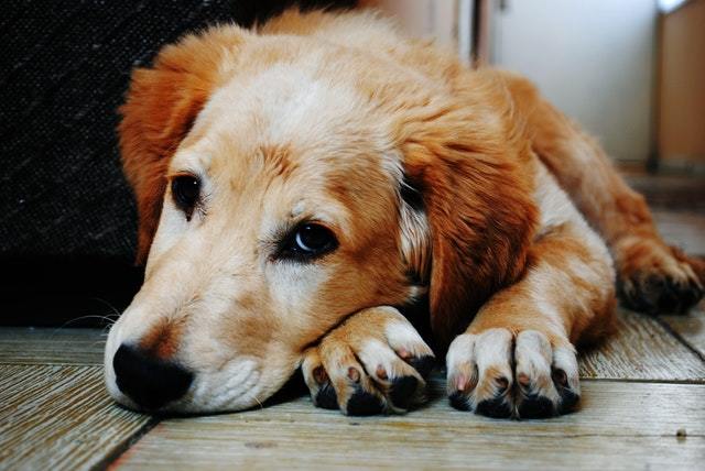 4 Home Remedies For Dog Uti Mhl