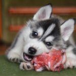 Siberian Husky puppy eating meat