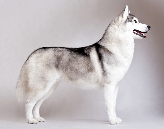 Do Huskies Have Curly Tails?