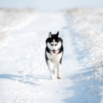 How fast can a husky run