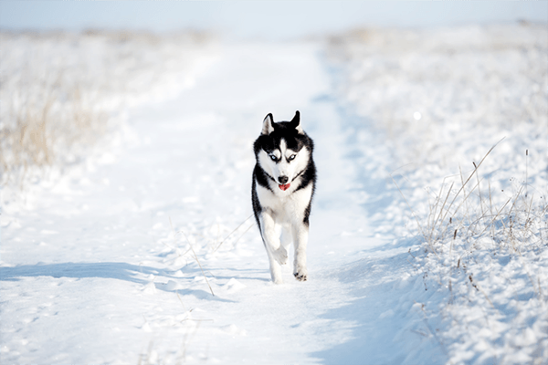 How fast can a husky run