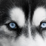 why does my husky stare at me?