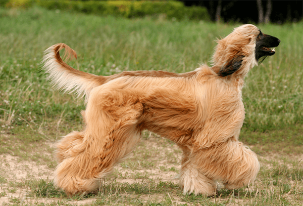 Afghan Hound world's fastest dog breed