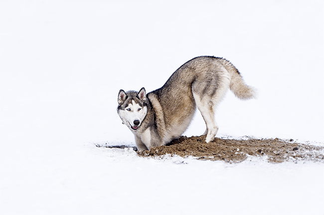 A husky digging a hole