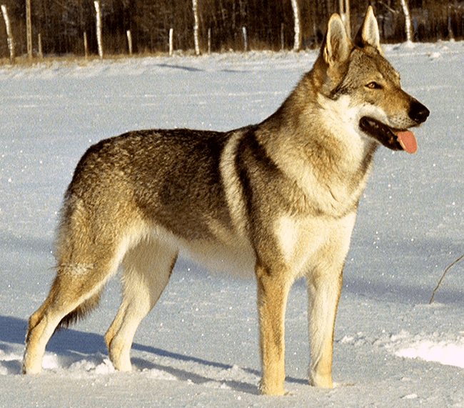 The Czechoslovakian Wolfdog