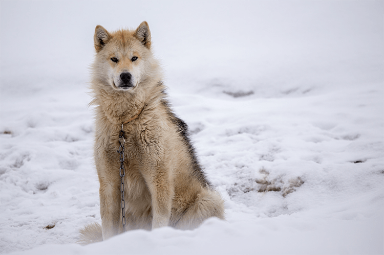 Greenland dog breed