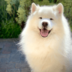 Samoyed dog breed