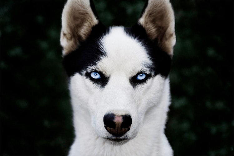 Blue husky eyes