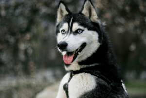 How Much Does A Husky Cost?