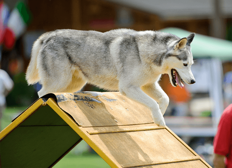 Husky agility course