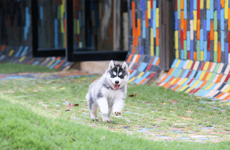 A husky playing fetch