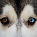 Parti colored husky eyes
